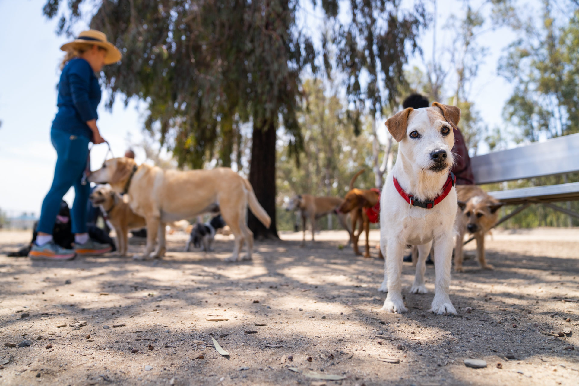 terrier and other dogs