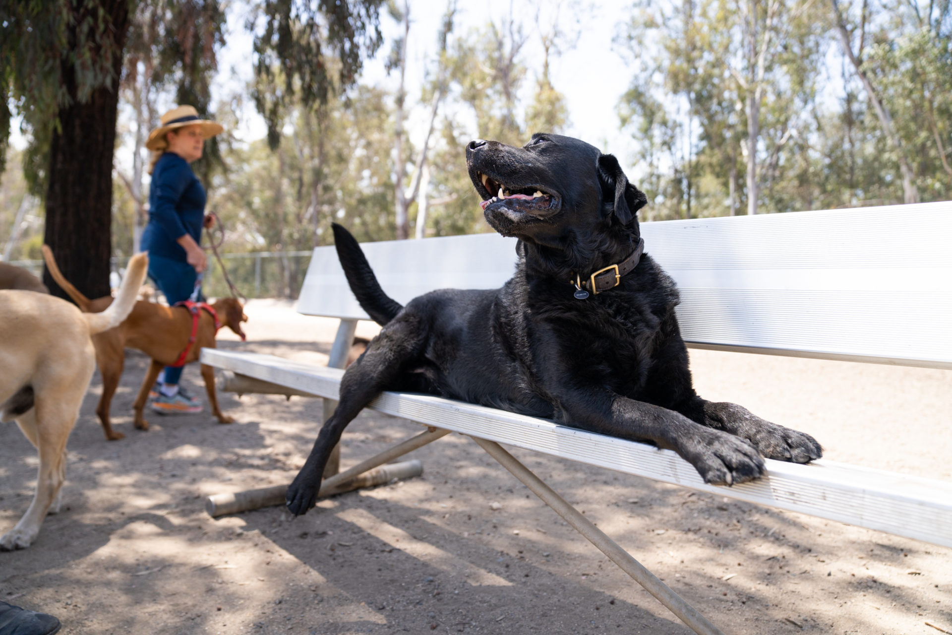 black dog on a bench and other dogs